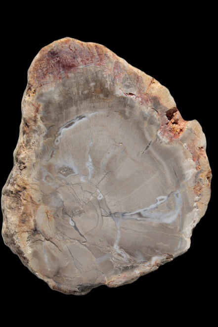 Petrified Wood Agate slice from Madagascar 42g - Rocks and Things Store