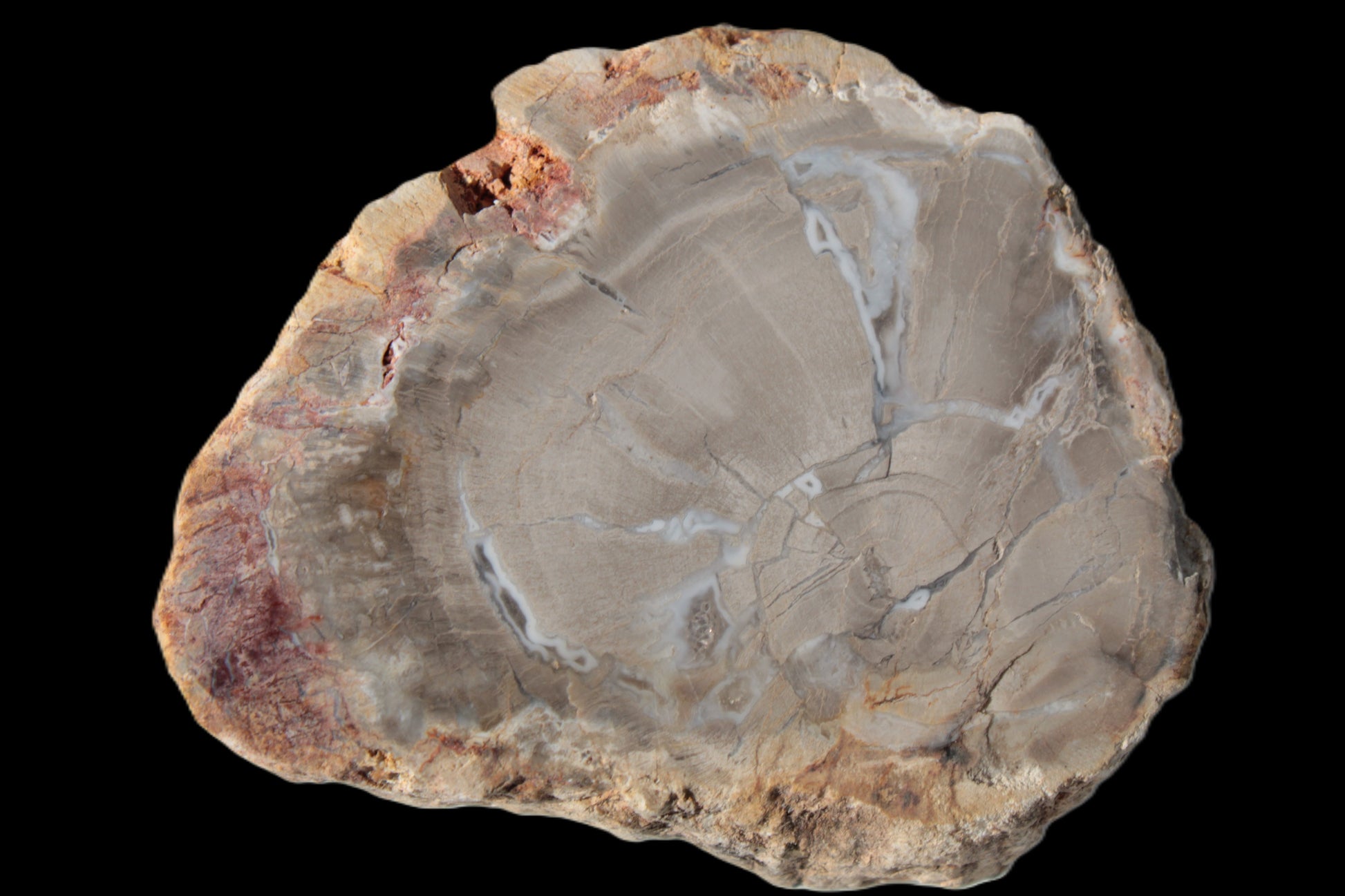 Petrified Wood Agate slice from Madagascar 42g Rocks and Things