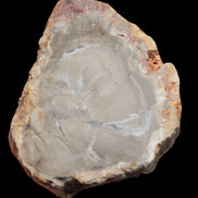 Petrified Wood Agate slice from Madagascar 42g - Rocks and Things Store