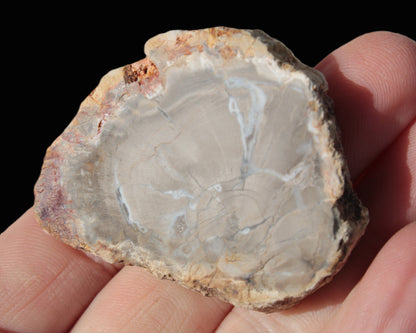 Petrified Wood Agate slice from Madagascar 42g Rocks and Things