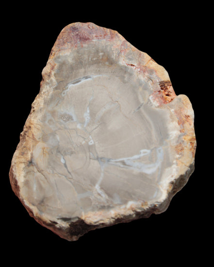Petrified Wood Agate slice from Madagascar 42g - Rocks and Things Store