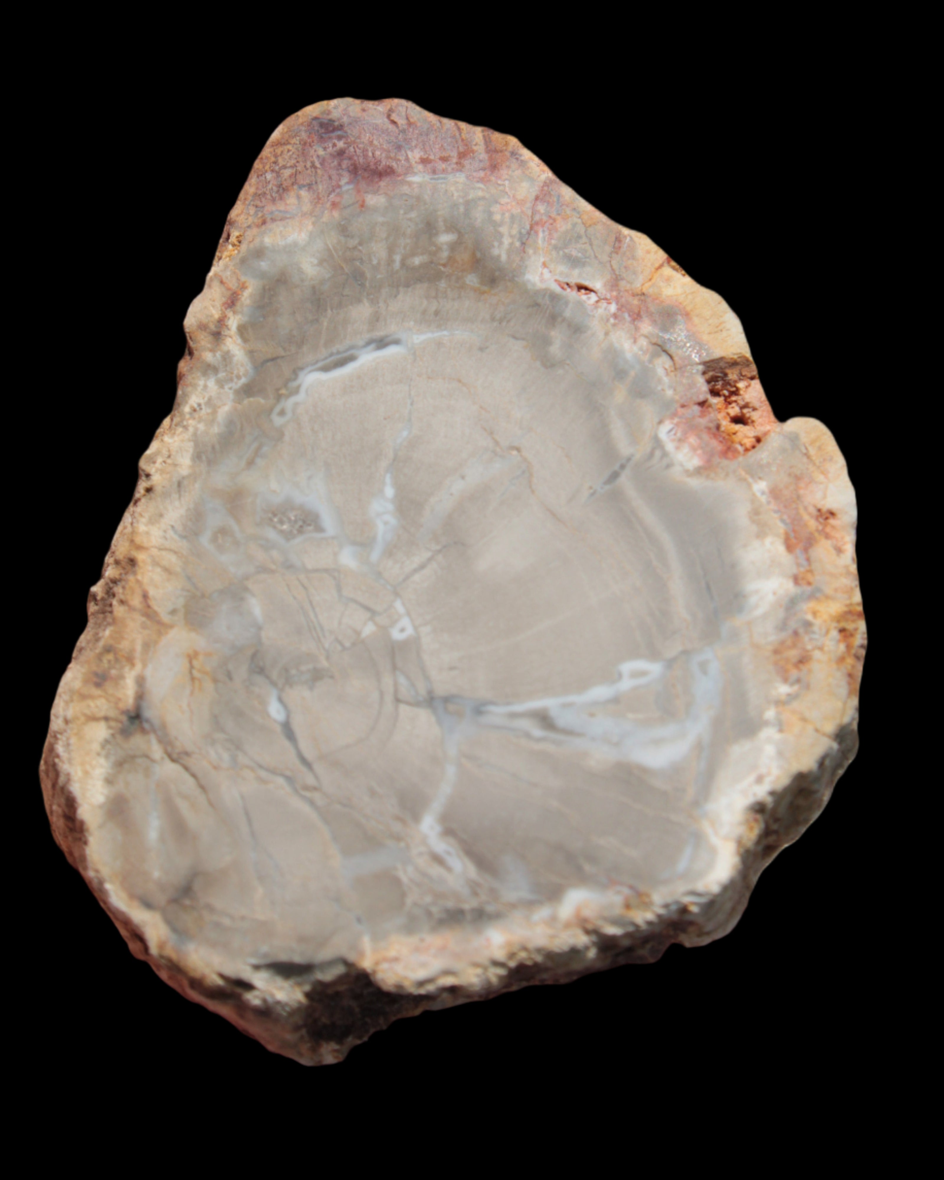 Petrified Wood Agate slice from Madagascar 42g - Rocks and Things Store