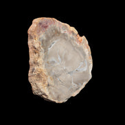 Petrified Wood Agate slice from Madagascar 42g - Rocks and Things Store