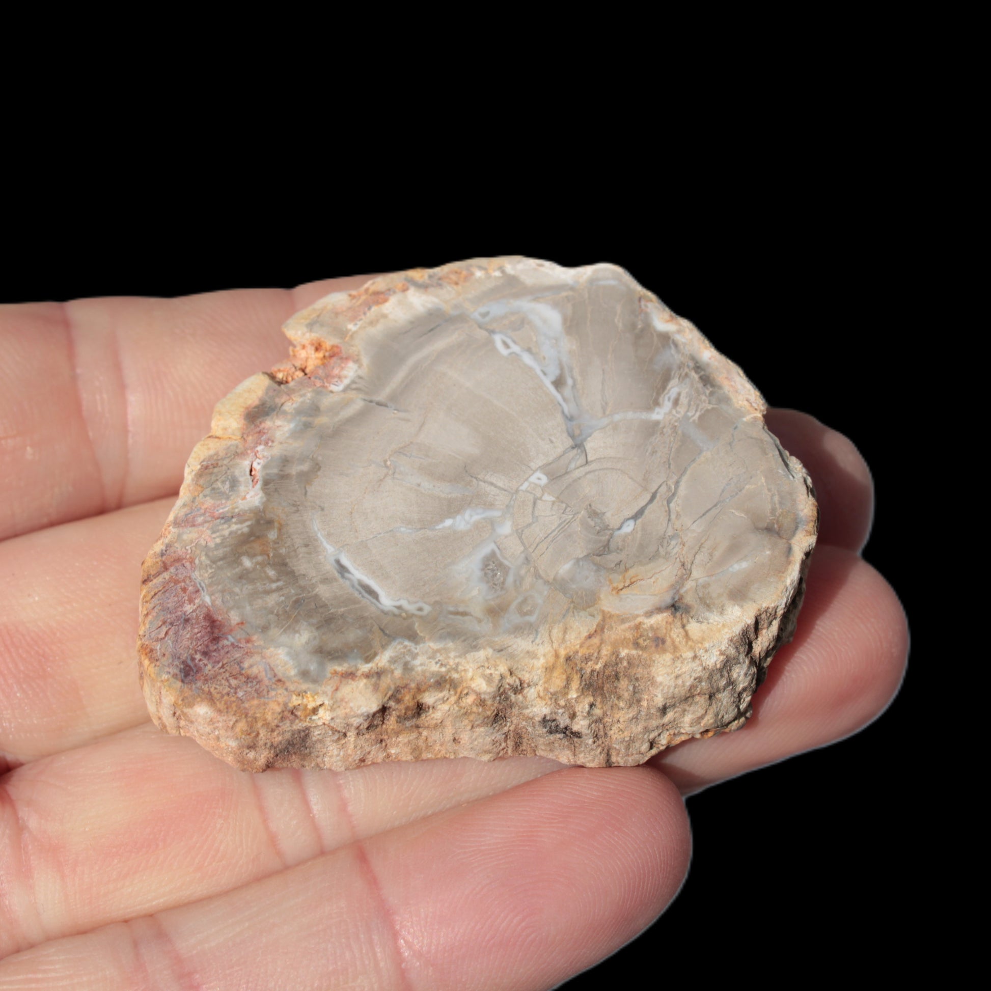 Petrified Wood Agate slice from Madagascar 42g Rocks and Things