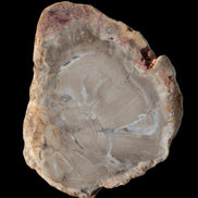 Petrified Wood Agate slice from Madagascar 42g - Rocks and Things Store