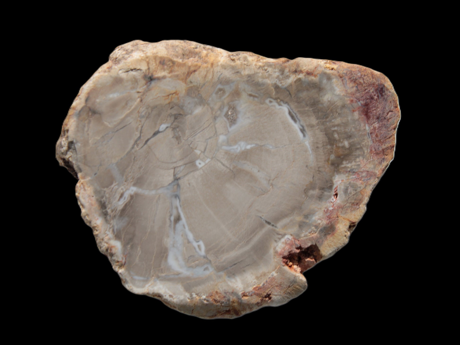 Petrified Wood Agate slice from Madagascar 42g Rocks and Things