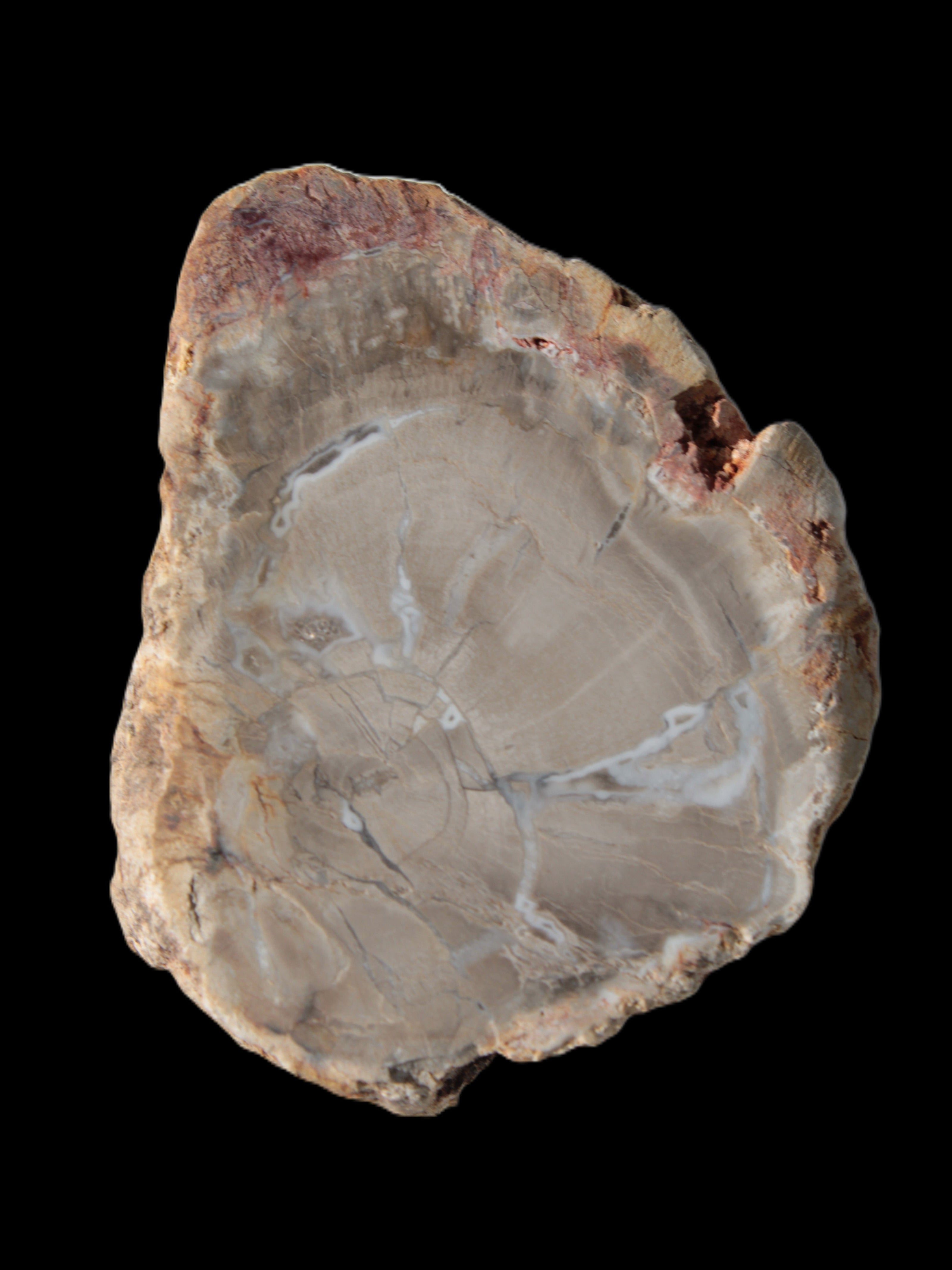 Petrified Wood Agate slice from Madagascar 42g - Rocks and Things Store