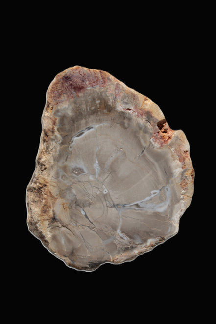 Petrified Wood Agate slice from Madagascar 42g - Rocks and Things Store