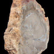 Petrified Wood Agate slice from Madagascar 42g - Rocks and Things Store