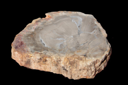 Petrified Wood Agate slice from Madagascar 42g Rocks and Things