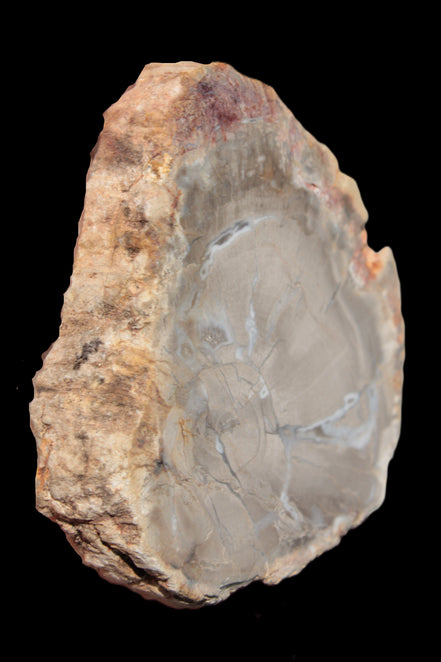Petrified Wood Agate slice from Madagascar 42g - Rocks and Things Store