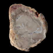 Petrified Wood Agate slice from Madagascar 42g - Rocks and Things Store