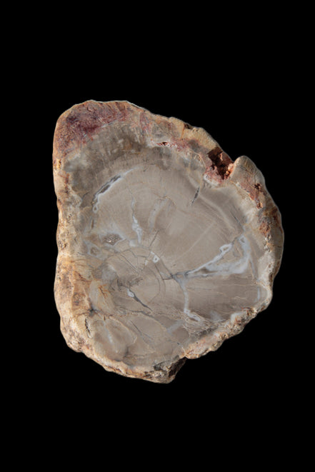 Petrified Wood Agate slice from Madagascar 42g - Rocks and Things Store