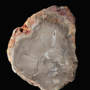 Petrified Wood Agate slice from Madagascar 42g - Rocks and Things Store