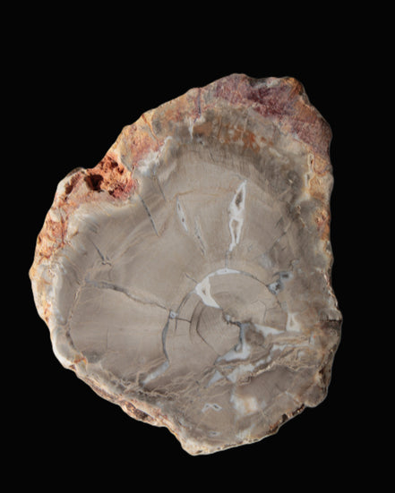 Petrified Wood Agate slice from Madagascar 42g - Rocks and Things Store