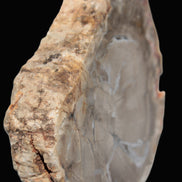 Petrified Wood Agate slice from Madagascar 42g - Rocks and Things Store