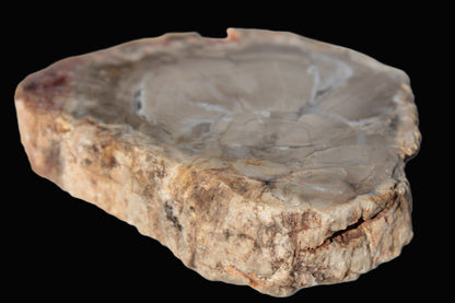 Petrified Wood Agate slice from Madagascar 42g Rocks and Things