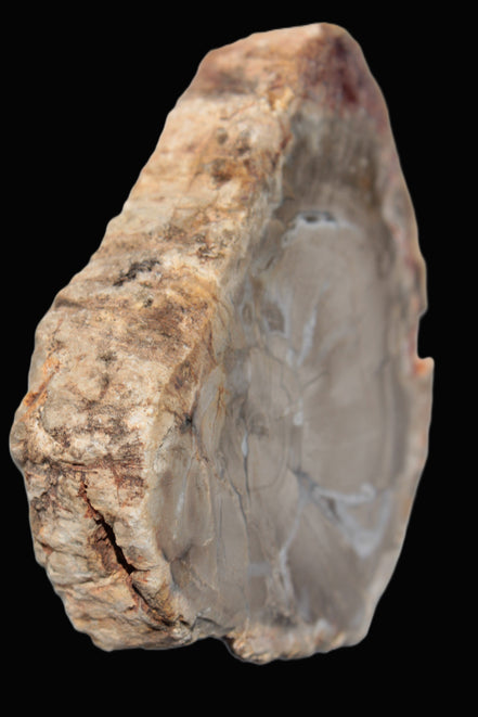 Petrified Wood Agate slice from Madagascar 42g - Rocks and Things Store