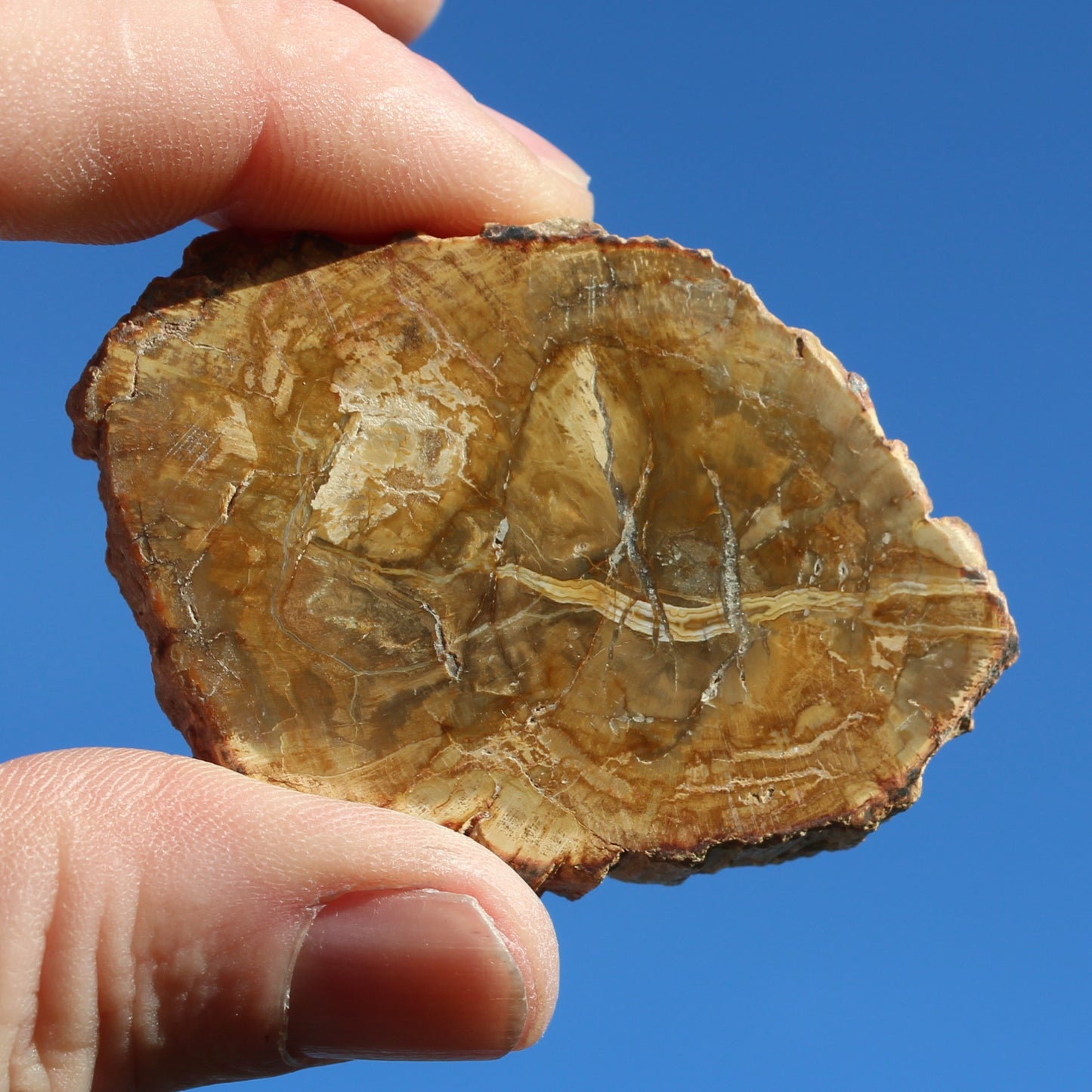 Petrified Wood Agate slice from Madagascar 42g