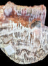 Petrified Wood slice from Madagascar  373g in sunlight - Rocks and Things Store