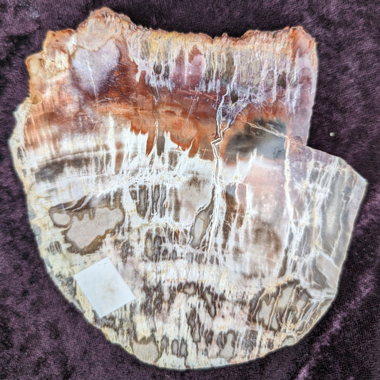 Petrified Wood slice from Madagascar 373g Rocks and Things