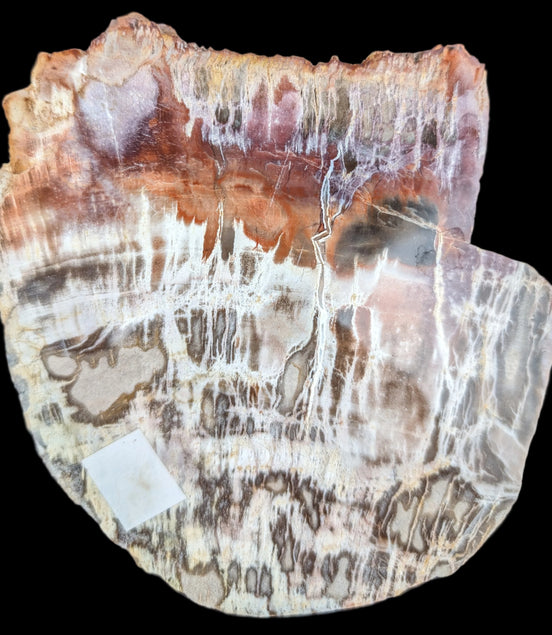 Petrified Wood slice from Madagascar  373g in sunlight - Rocks and Things Store