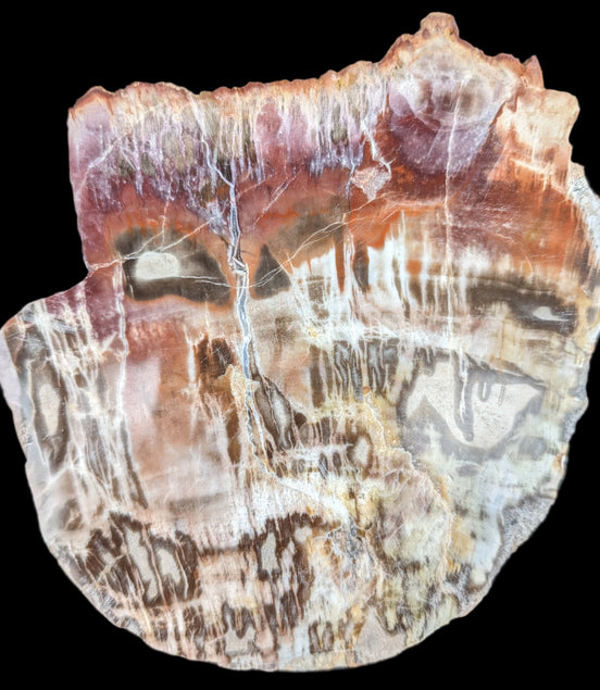 Petrified Wood slice from Madagascar  373g in sunlight - Rocks and Things Store