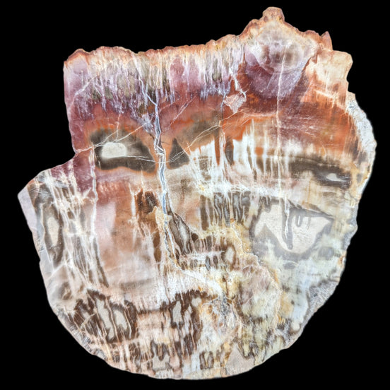 Petrified Wood slice from Madagascar  373g in sunlight - Rocks and Things Store