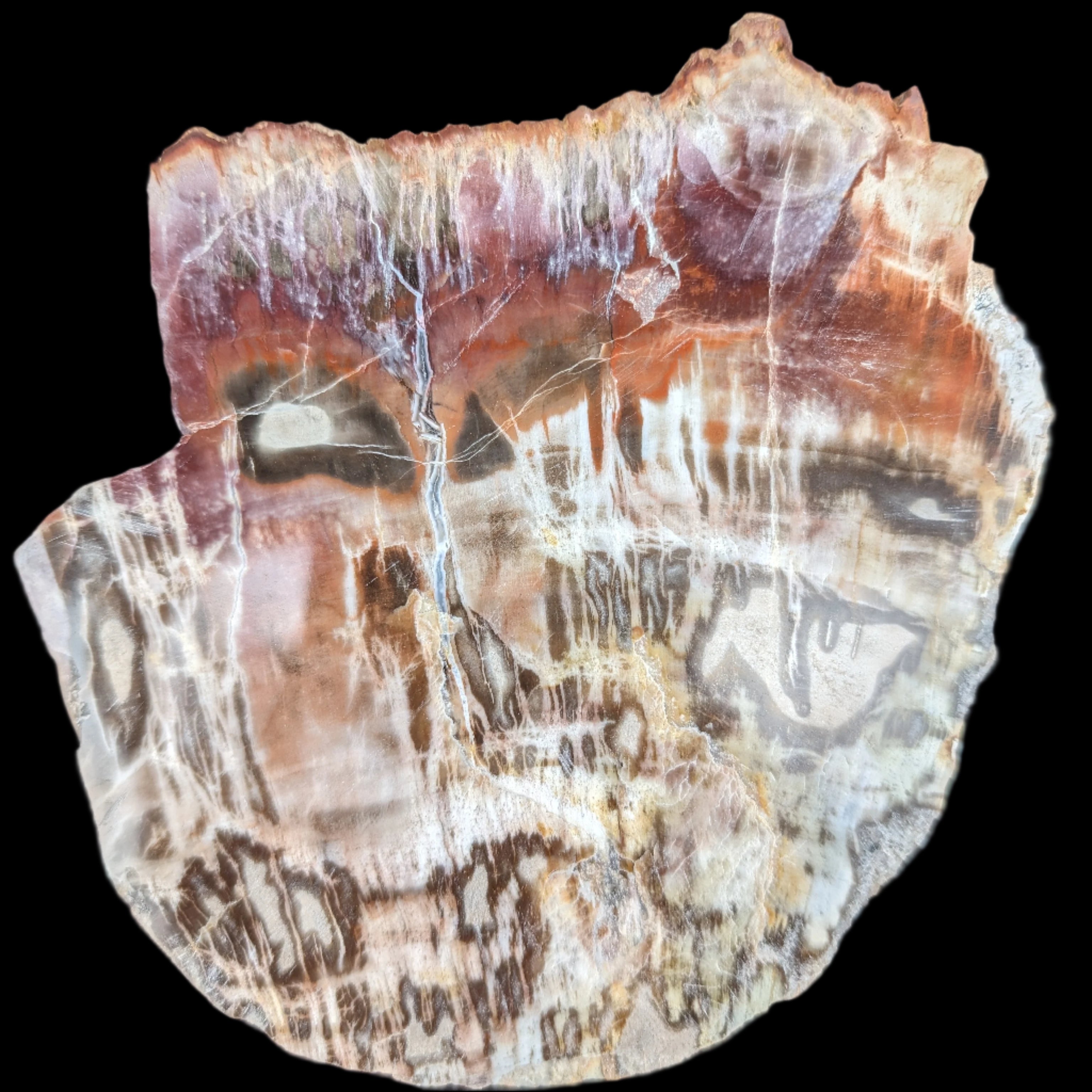 Petrified Wood slice from Madagascar  373g in sunlight - Rocks and Things Store