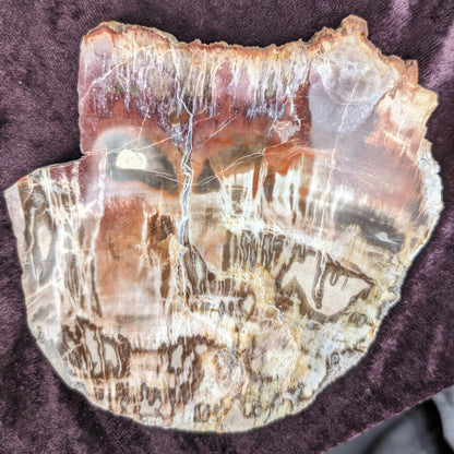 Petrified Wood slice from Madagascar 373g