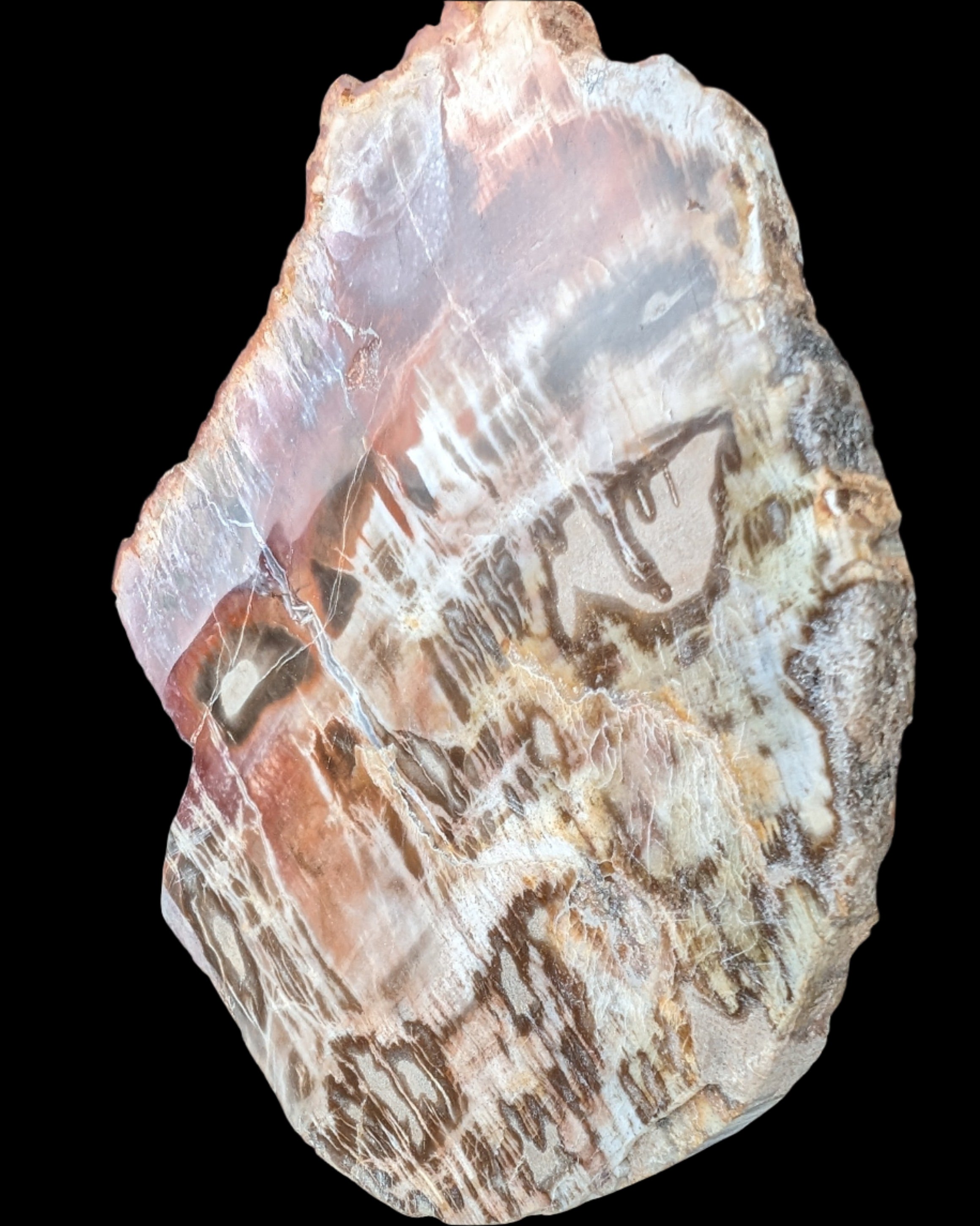 Petrified Wood slice from Madagascar 373g Rocks and Things