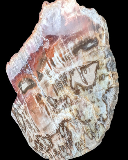 Petrified Wood slice from Madagascar  373g in sunlight - Rocks and Things Store