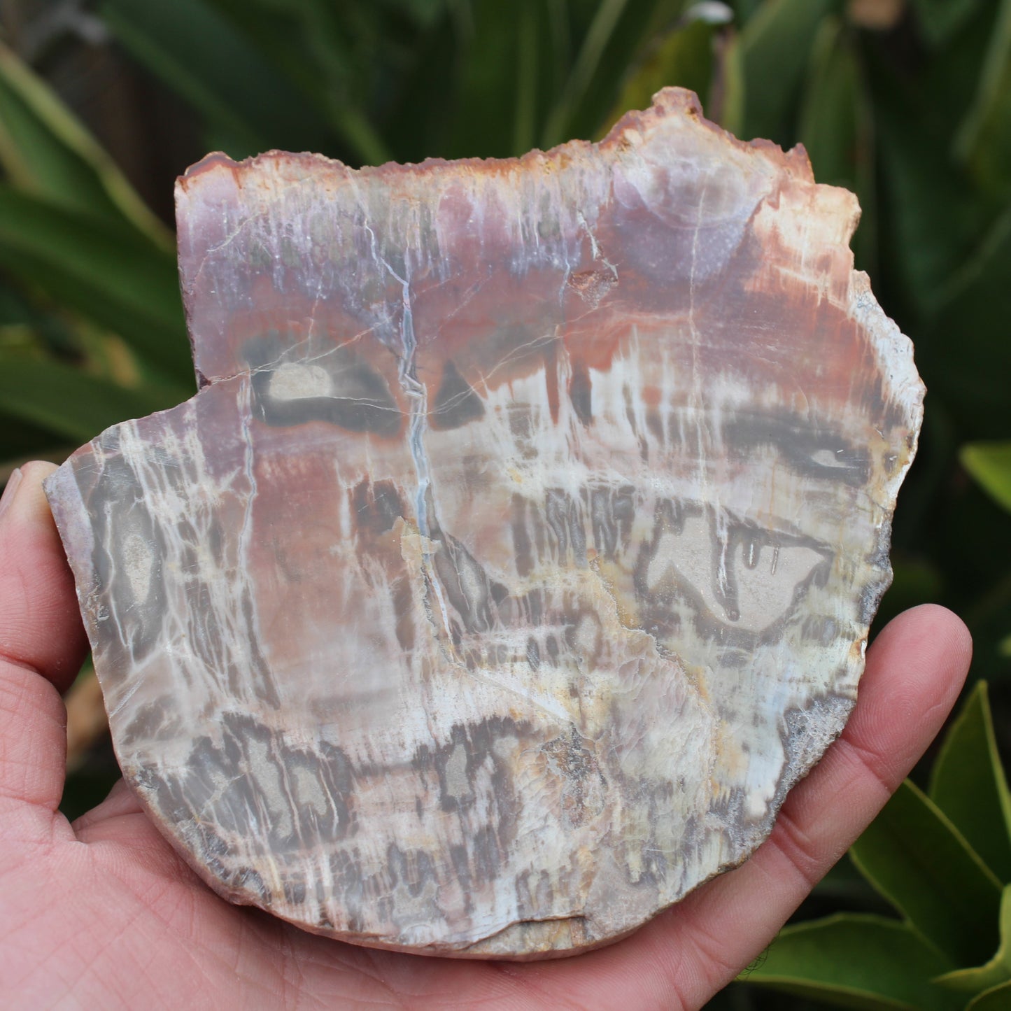 Petrified Wood slice from Madagascar 373g