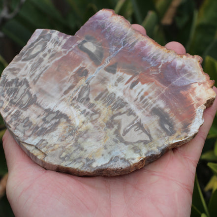 Petrified Wood slice from Madagascar 373g Rocks and Things