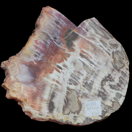 Petrified Wood slice from Madagascar  373g in sunlight - Rocks and Things Store