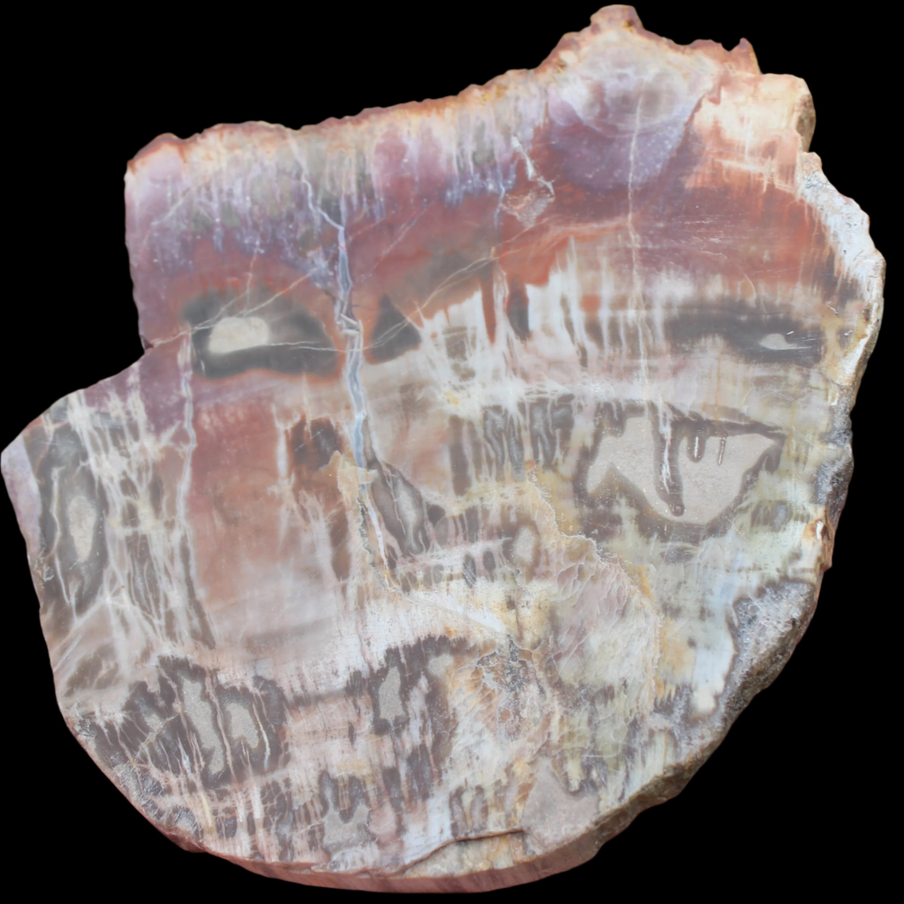 Petrified Wood slice from Madagascar  373g in sunlight - Rocks and Things Store