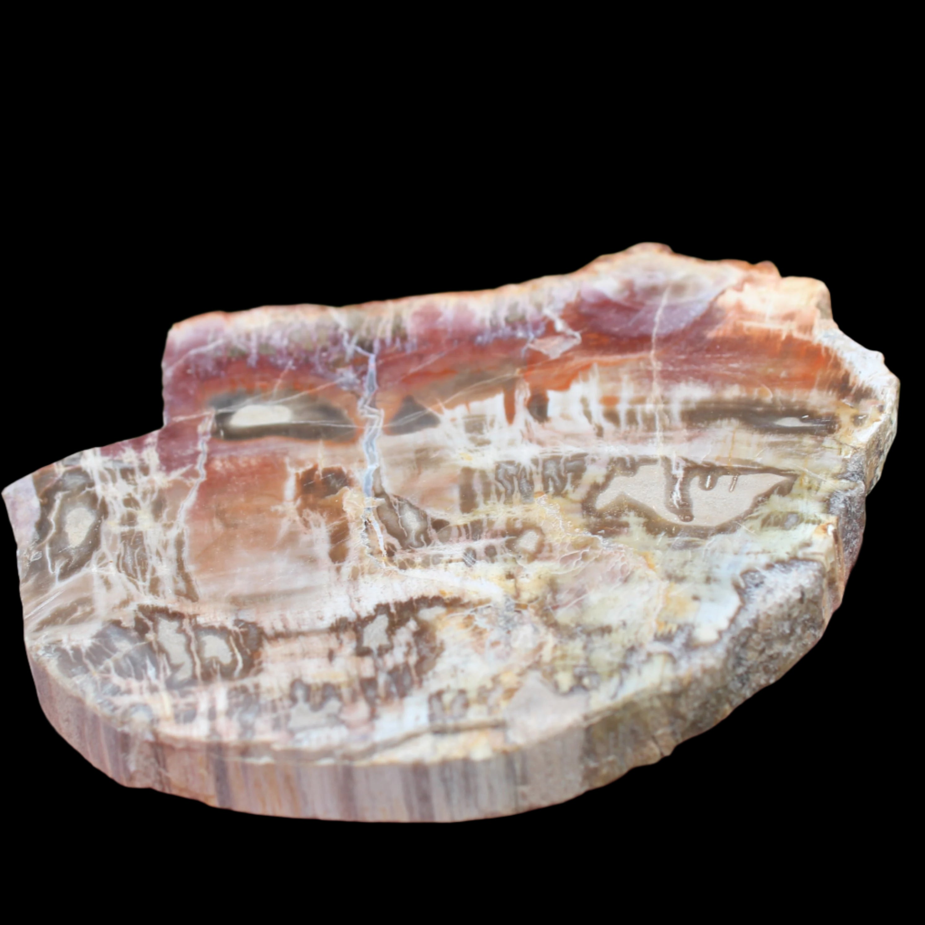Petrified Wood slice from Madagascar  373g in sunlight - Rocks and Things Store