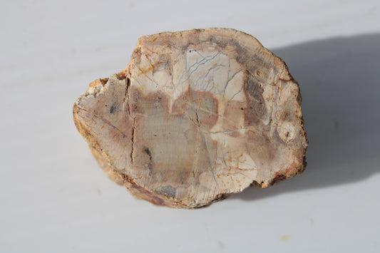 Petrified Wood Fossil slice from Madagascar 58g Rocks and Things