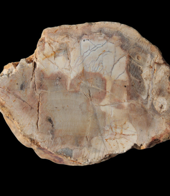 Petrified Wood Fossil slice from Madagascar 58g in sunlight - Rocks and Things Store