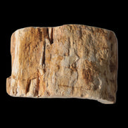 Petrified Wood Fossil slice from Madagascar 58g in sunlight - Rocks and Things Store