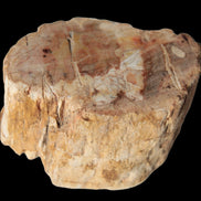 Petrified Wood Fossil slice from Madagascar 58g in sunlight - Rocks and Things Store