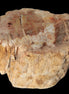 Petrified Wood Fossil slice from Madagascar 58g in sunlight - Rocks and Things Store