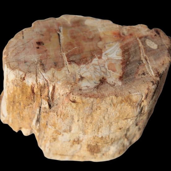 Petrified Wood Fossil slice from Madagascar 58g in sunlight - Rocks and Things Store