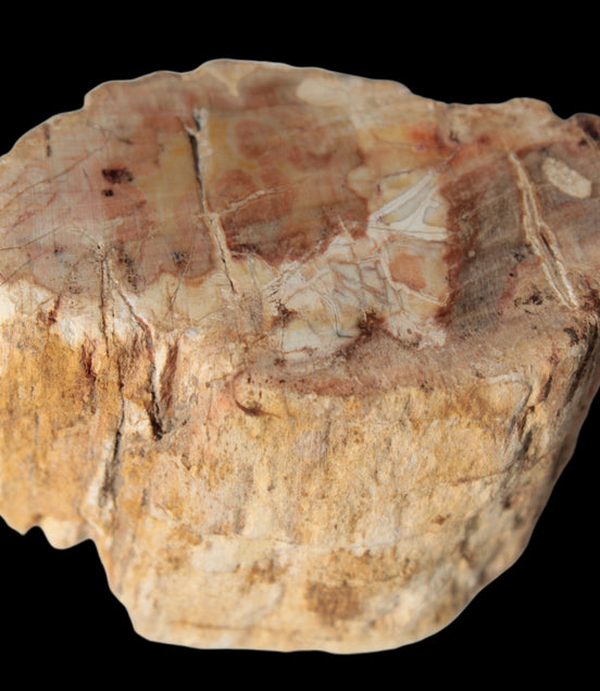 Petrified Wood Fossil slice from Madagascar 58g in sunlight - Rocks and Things Store