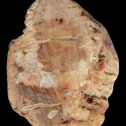 Petrified Wood Fossil slice from Madagascar 58g in sunlight - Rocks and Things Store