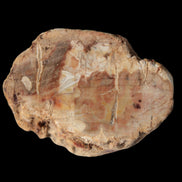 Petrified Wood Fossil slice from Madagascar 58g in sunlight - Rocks and Things Store