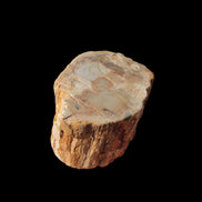 Petrified Wood Fossil slice from Madagascar 58g in sunlight - Rocks and Things Store