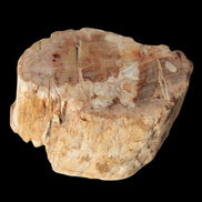 Petrified Wood Fossil slice from Madagascar 58g in sunlight - Rocks and Things Store