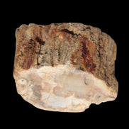 Petrified Wood Fossil slice from Madagascar 58g in sunlight - Rocks and Things Store