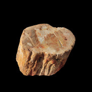 Petrified Wood Fossil slice from Madagascar 58g in sunlight - Rocks and Things Store